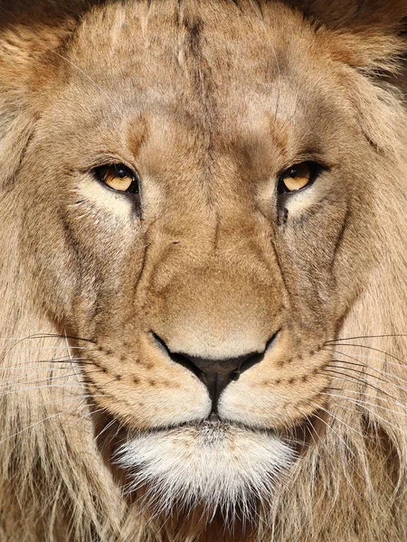 Krásný Lví Portrét Zblízka — Stock fotografie