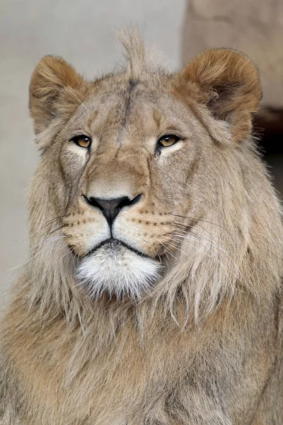 Beau Portrait Lion Gros Plan — Photo