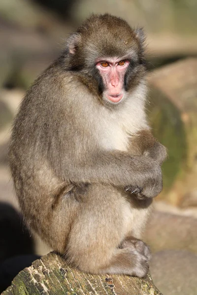 Joven Macaco Japonés Sobre Fondo Cerca — Foto de Stock