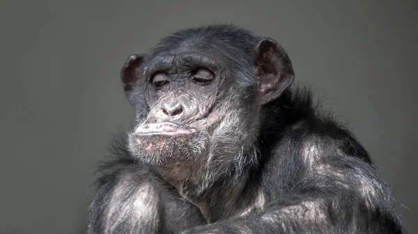Drôle Portrait Chimpanzé Sur Fond Gros Plan — Photo