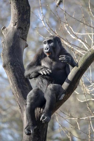 Gorilla Természetben Nézet — Stock Fotó
