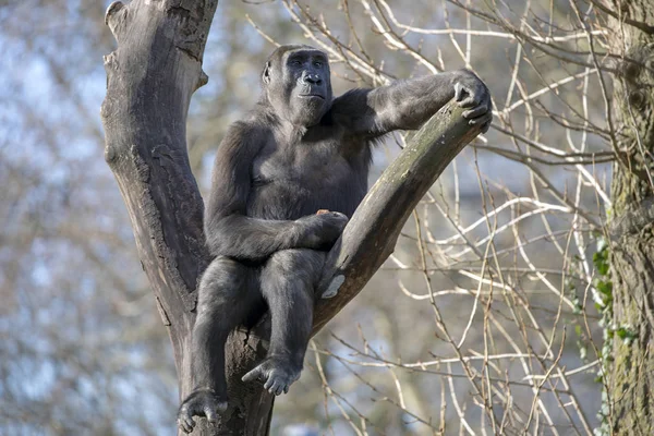 Gorille Sur Arbre Vue Nature — Photo