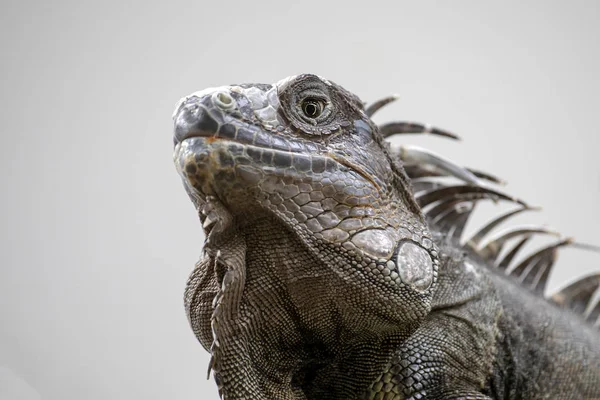 Leguan Tier Hintergrund Nahaufnahme — Stockfoto