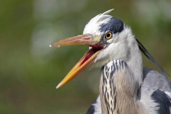 Heron Kuşu Doğal Yaşam Alanında — Stok fotoğraf