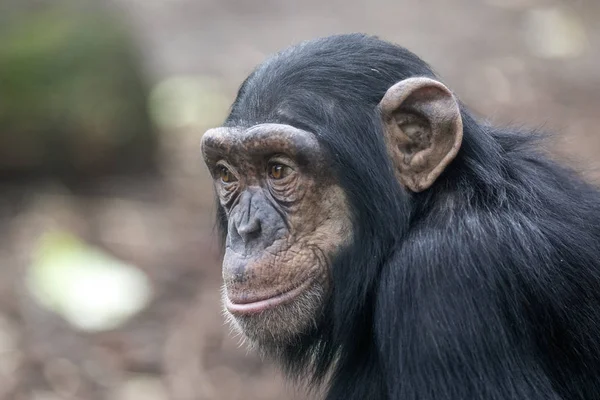 Een Chimpansee Beest Dichtbij — Stockfoto