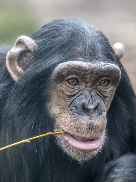 Een Chimpansee Beest Dichtbij — Stockfoto