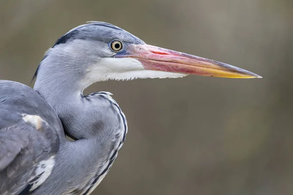 Garza Gris Hábitat Natural — Foto de Stock