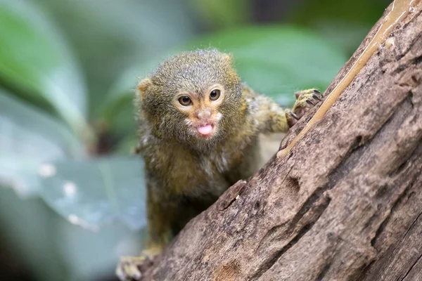 Portrait Marmouset Pygmée Dans Habitat Naturel — Photo