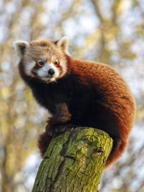 Red panda doğada, ağaç üzerinde Kapat