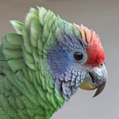 Wild renkli papağan yakın çekim