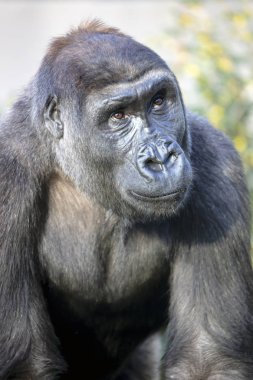 Doğa görüşünde goril portresi