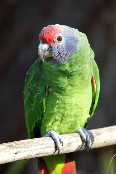 Primer Plano Loro Colorido Salvaje — Foto de Stock