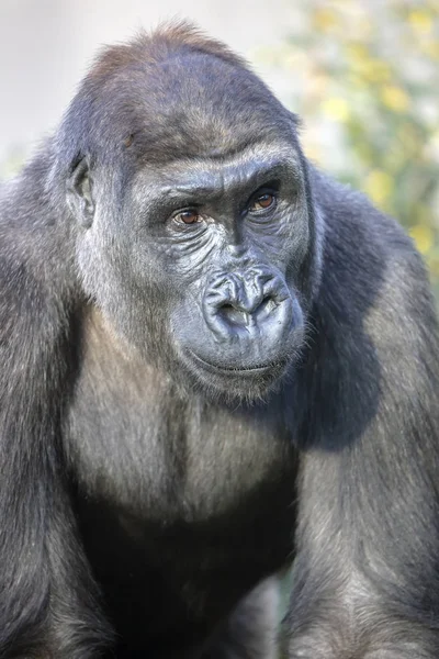 自然景观中的大猩猩肖像 — 图库照片