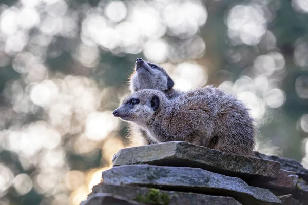 Close Meerkats Nature — Stock Photo, Image