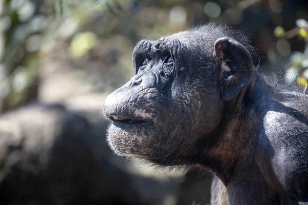Retrato Chimpancé Vista Naturaleza —  Fotos de Stock