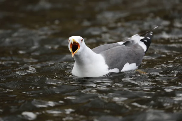 Sea Gull Bird Swimming Close — Stock Photo, Image