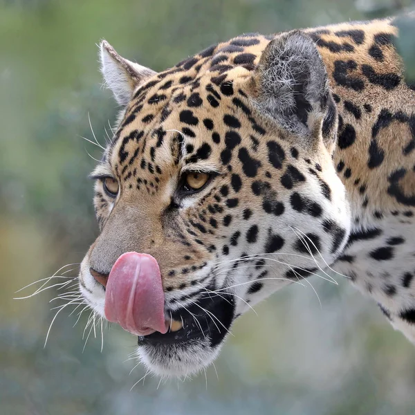 Retrato Close Jaguar Sobre Fundo Borrado — Fotografia de Stock