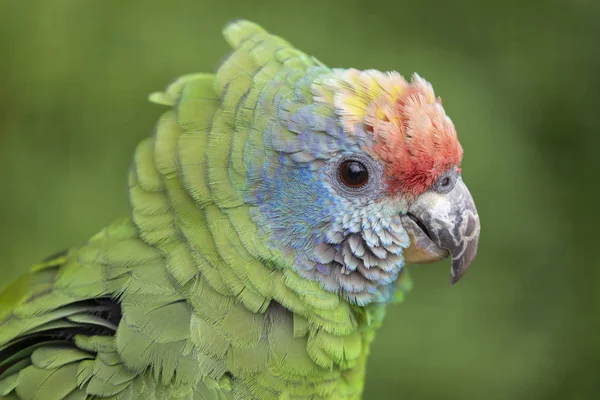 Nahaufnahme Von Wilden Bunten Papageien — Stockfoto