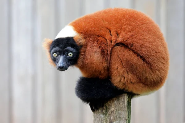 Vahşi Yaşamın Sevimli Kırmızı Lemurunun Yakın Plan Görüntüsü — Stok fotoğraf