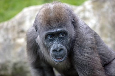 Genç bir dişi goril yaklaşıyor.