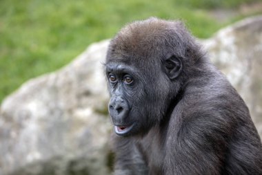 Genç bir dişi goril yaklaşıyor.