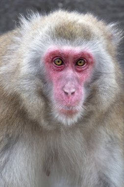 Japon bir makağın yakın portresi. 
