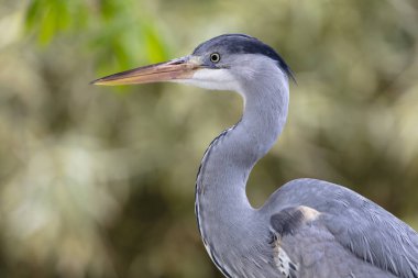 Gri balıkçılkuşu doğal yaşam alanında.