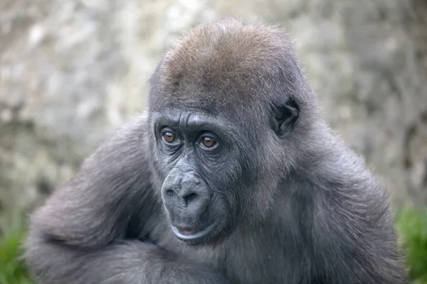 Une Jeune Gorille Femelle Gros Plan — Photo