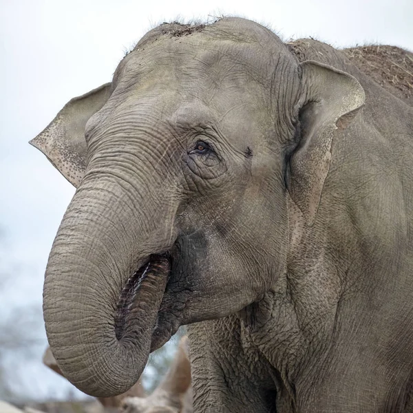 Μεγάλο Ινδικό Ζώο Ελέφαντα Στο Παρασκήνιο — Φωτογραφία Αρχείου