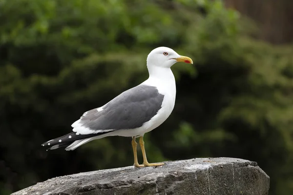 Sea Gull Bird Background Close — Stock Photo, Image