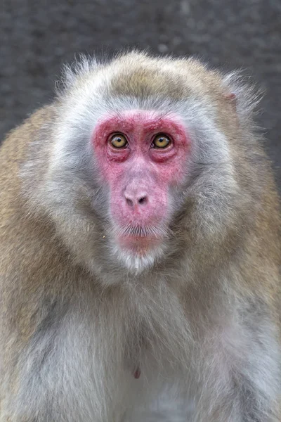 Close Retrato Macaco Japonês — Fotografia de Stock