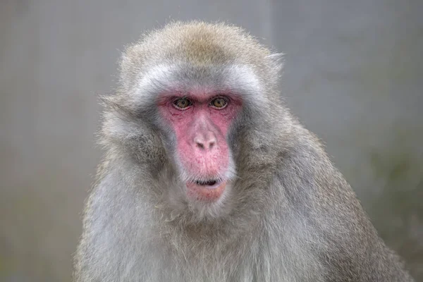 Close Portrait Japanese Macaque — Stock Photo, Image