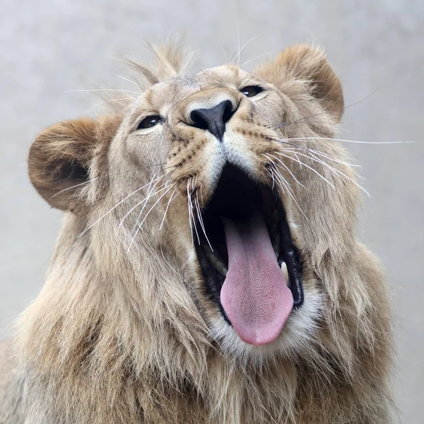 Beautiful Lion Portrait View — ストック写真