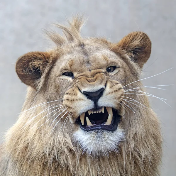 Beautiful Lion Portrait View — Stock Photo, Image