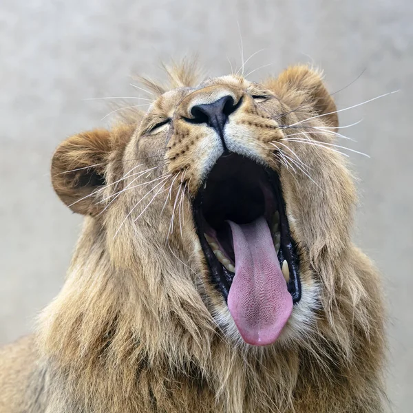 Beautiful Lion Portrait View — ストック写真