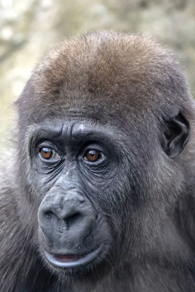 Ein Junges Gorillaweibchen Aus Nächster Nähe — Stockfoto