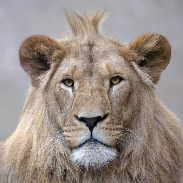 Beautiful lion portrait view