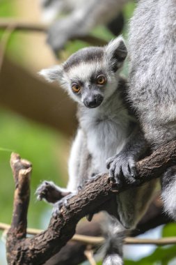 Arka planda halka kuyruklu lemur, kapat
