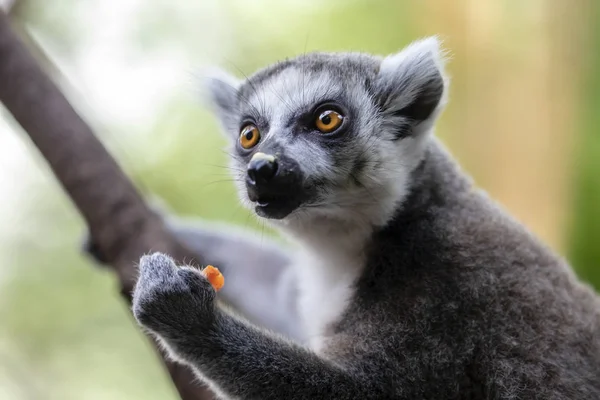 リング テール レミュアを背景にクローズアップ — ストック写真