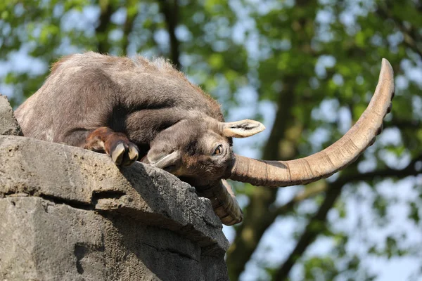 Alpine Ibex Wild Goat Animal Blurred Background — Stock Photo, Image