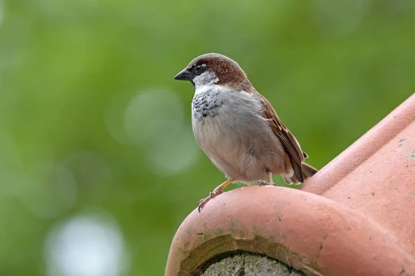 可愛い小さな雀の眺め屋外 — ストック写真
