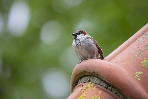 可愛い小さな雀の眺め屋外 — ストック写真