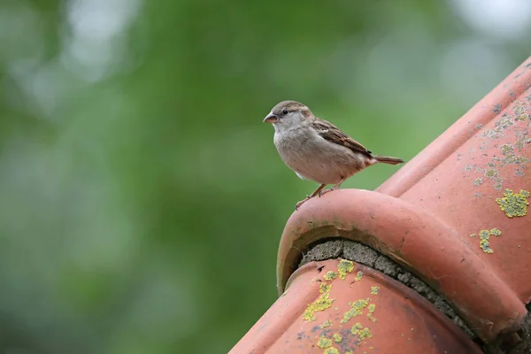 Cute Little Sparrow View Outdoor — Stock Photo, Image