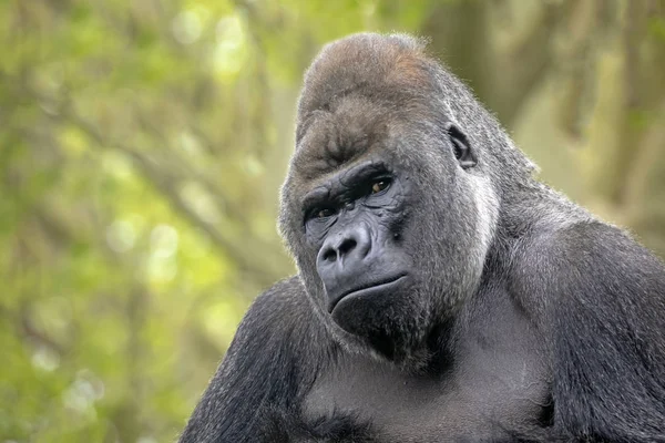 Gorilla Portrait Nature View — Stock Photo, Image