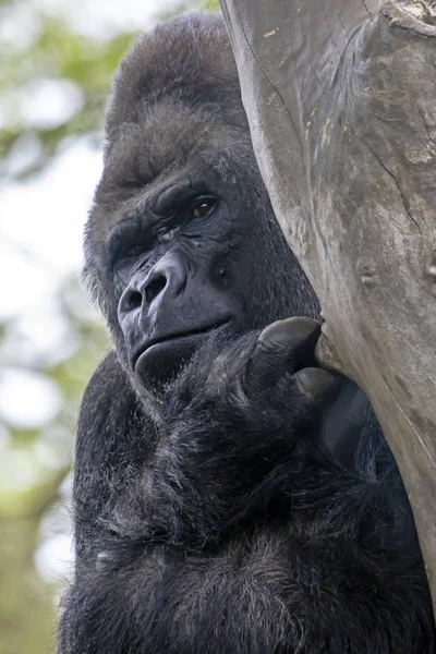 Gorilla Portré Természetben Nézet — Stock Fotó