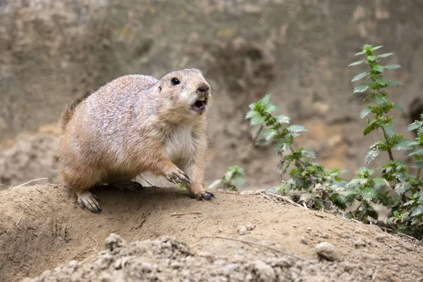 Nahaufnahme Eines Präriehundes Der Natur — Stockfoto