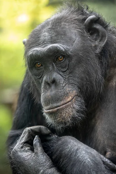 Animal Chimpanzé Gros Plan — Photo