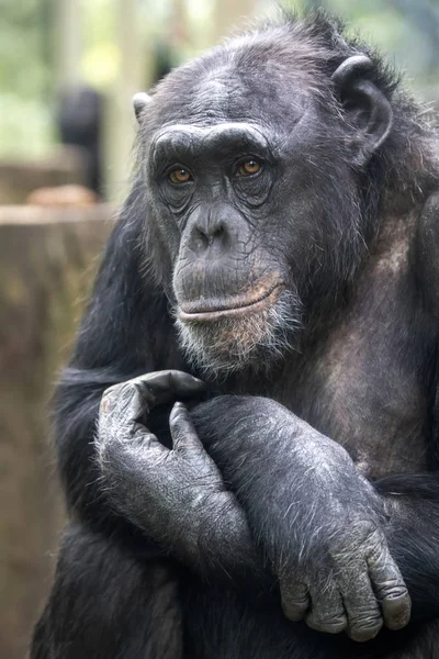 Animal Chimpancé Cerca — Foto de Stock