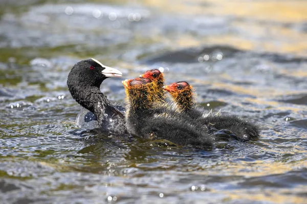 Madre Eurasia Coot Pájaro Con Bebés Lago — Foto de Stock