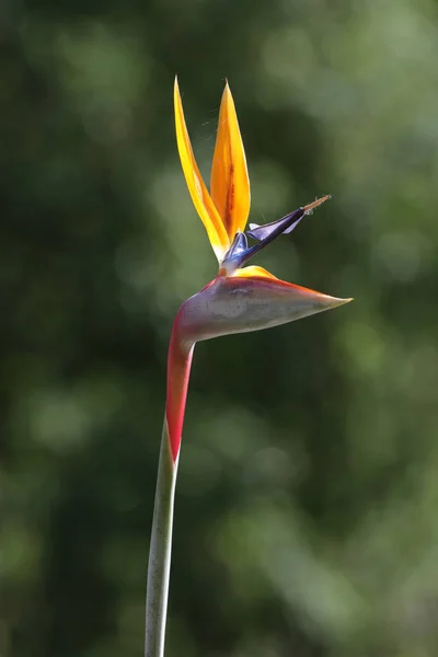 Strelitzia Rajka Květ — Stock fotografie